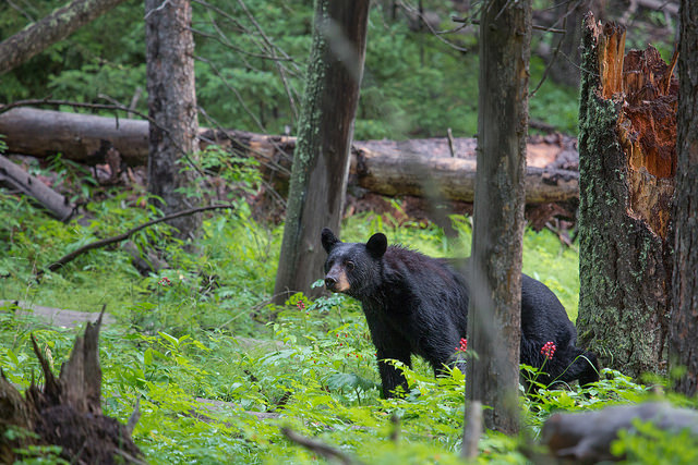 Bears are hoping to get on a run