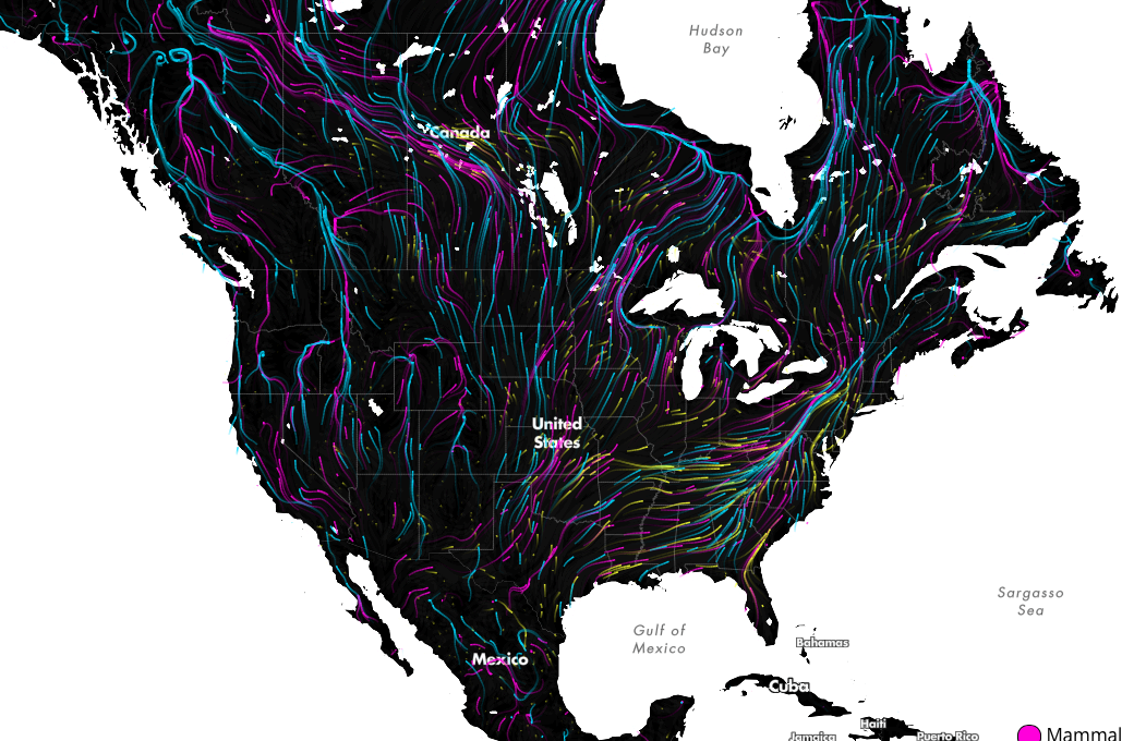 Migrations in Motion Geoawesomeness