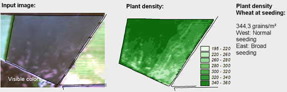 Plant density in a wheat crop. Source: Vista-Geo GmbH