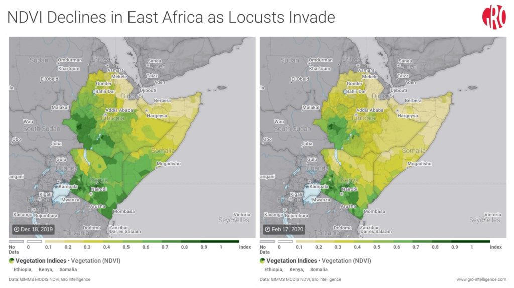 locust crisis Africa satellite