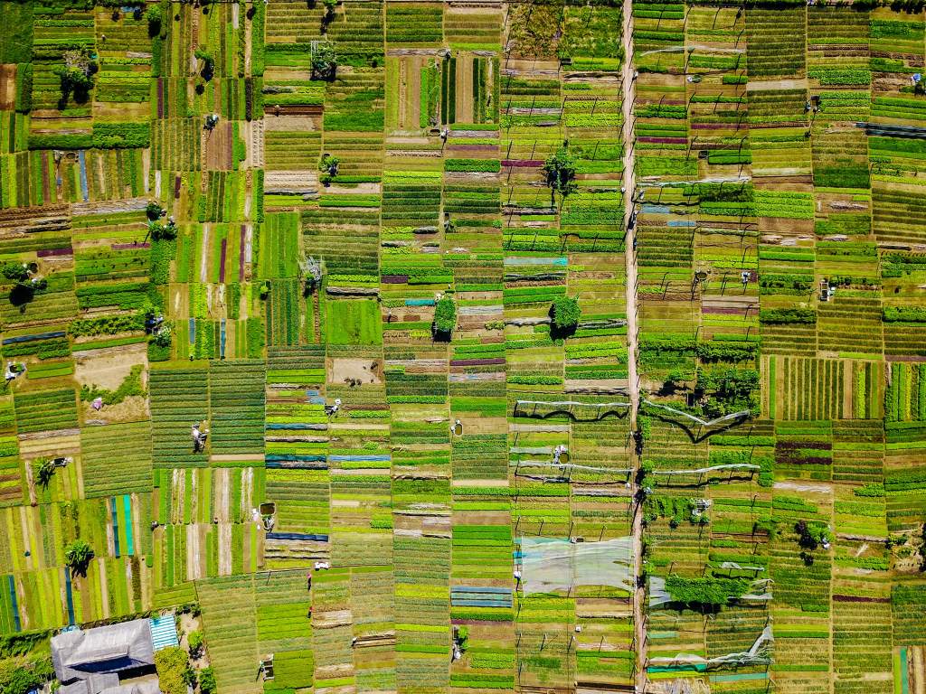 Agricultural fields in Tra Que Village, Vietnam