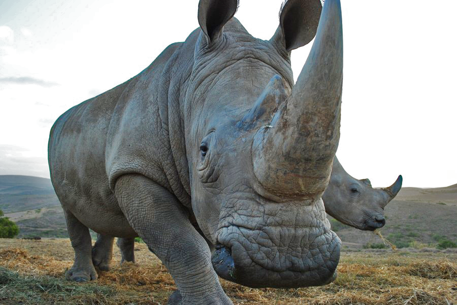 white-rhino-africa-geoawesomeness