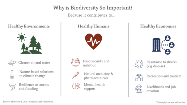 Biodiversity - explaining importance
